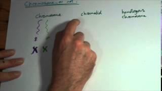 AS Chromosomes, chromatids, homologous pairs and bivalents