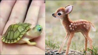 Cute baby animals Videos Compilation cute moments of the animal's Cutest lands animals #35