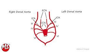 Aortic Arches - Embryology in 2 minutes