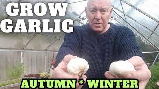 Grow Garlic In Autumn & Winter [Gardening Allotment UK] [Grow Vegetables At Home ]