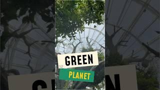 The Green Plant #travel #kids #viral #viralvideo #trending #trendingshorts #viralshorts