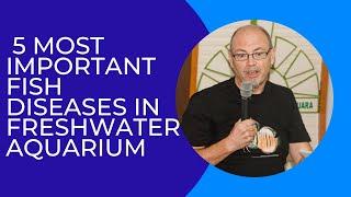 5 most important fish diseases in the freshwater aquarium: bacterial and parasitic infections