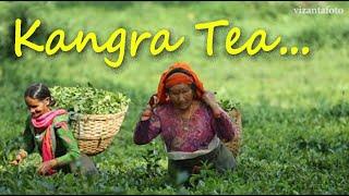 Magical Kangra Tea