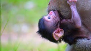 A Very tiny newborn baby monkey starting familiar things step by step without mom help