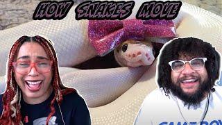 Shake, Shimmy, Wiggle: How Snakes Move!! | Zefrank Reaction