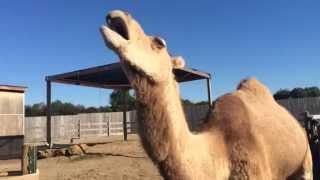 Camel Sounds - ऊँट की आवाज़ - जम्हाई लेना - Funny Yawning Camel