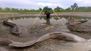 Amazing Fishing Technique, Awesome Giant Catfish Catching, Unique Fishing, Best Fishing