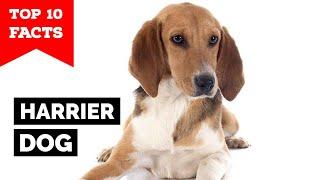 Harrier Dog - Top 10 Facts