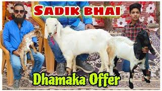 Sadiq Bhai Ka dhamaka on Barbari, And Desi goats At Aurangabad Maharashtra