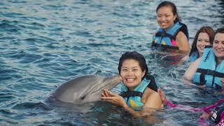 Dolphin Royal Swim at  Dolphin Discovery