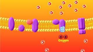 The Electron Transport Chain Explained (Aerobic Respiration)