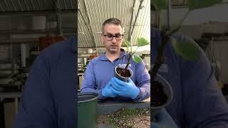 WHEN I UP- POT my FIG CUTTINGS!! PT 1