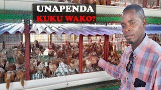 ECONOMY CHICKEN CAGE/keji YA KUFUGIA KUKU WA MAYAI 500