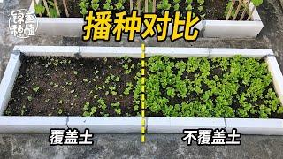 天台种菜-播种方法的不同对蔬菜生长有什么影响？