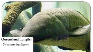 [HD] Queensland Lungfish / Australischer Lungenfisch - Neoceratodus forsteri