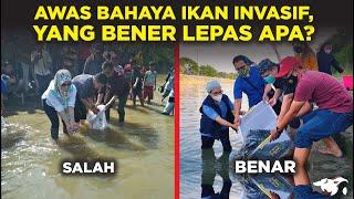 SALAH TERUS! SEBENARNYA YANG BENER MELEPAS IKAN AIR TAWAR APA DI SUNGAI INDONESIA?