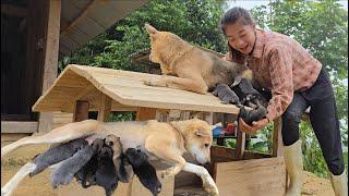 Vietnamese girl makes her own mini house and assembles a pet house - ha thi muon