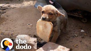 Tiny Puppy Was Smaller Than The Piece Of Bread He Found | The Dodo