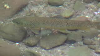 Hundreds of Large Brown Trout Spawning -  Catskills NY 2017