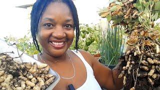 How I Grow Massive Abundance of Peanuts  in Containers