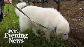 Vineyard owner has winery dog cloned