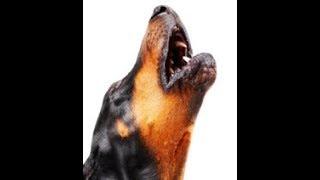 Test Your Dog with these different Howling Sounds