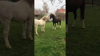 A little late to the trend but who cares  Old video of Super Fristi & Super #bad #ponies #horses