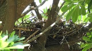 20200517 永祥公園鳳頭蒼鷹 - 小毛球