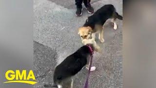 Rescue dog siblings reunite after a month apart | GMA