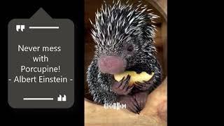 Never mess with cute  Porcupine