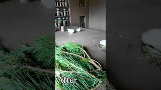 Before and After Garden Transformation Bord Bia Bloom #gardening #bordbiabloom #beforeandafter
