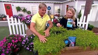 Phillip Watson Designs 6-Piece Creeping Jenny Live Plants on QVC