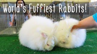 World's Fluffiest Rabbits!