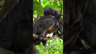 Cute Monkey jumps over the camera