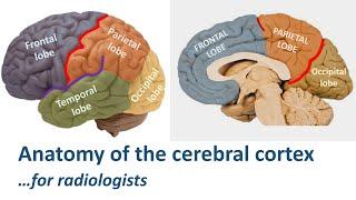 Radiological anatomy of the cerebral cortex... made easy.