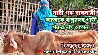 আজ বাছুরসহ গাভী গরুর দাম কেমন | 18 ই নভেম্বর 2024 | বেতাগা গরুর হাট | নগর বাংলা টিভি