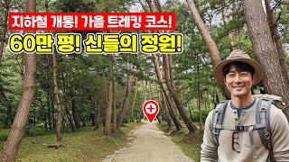 지하철 개통!유네스코가 극찬했던 60만평 신들의 정원 ‍가을 트레킹 코스 | 도심산책 | 서울산책 | 대중교통 당일치기 여행ㅣ지하철 여행ㅣ