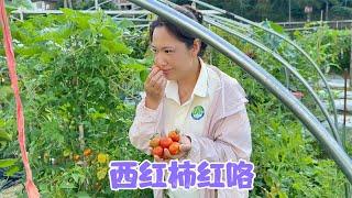 阿恋家虽然种了很多蔬菜，但也烦恼每天吃啥，你们也有这种烦恼吗