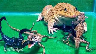 Giant Bullfrog With Big Scorpion & Tree Lizard! Asian Bullfrog Live Feeding