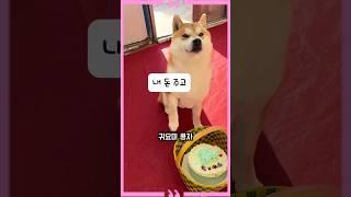 A dog prepares a cake for his girlfriend