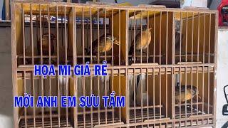 5 em hoạ mi giá rẻ chim bóng bộ đầu mặt cực đẹp, giá từ 1tr800k cho anh em sưu tầm | Họat Họa Mi