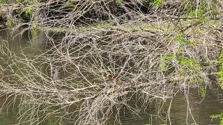 Red Shouldered Hawk Takes Off Flying from Grass & Chews Food in Cypress Tree at Jay Blanchard Park!