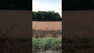 Traffic hold up on the morning commute #farm #commute #deer