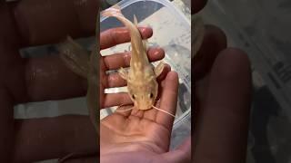 Phantom Red tail Catfish released to tank! (Reupload)