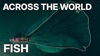 Across the World With Te Radar E02 | Fish