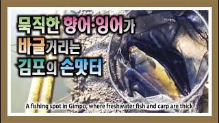 묵직한 향어, 잉어가 바글거리는 김포의 손맛터 : Fishing in Gimpo with heavy scented fish and carp