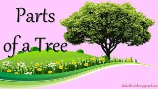 Tree || Parts of a Tree || Root || Stem || Trunk || Branch || Kids Science || EVS || Kindergarten ||