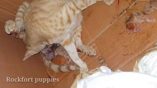 cat  that has taken 3 kittens in a single delivery / Rockfort puppies