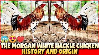 THE HISTORY AND ORIGIN OF MORGAN WHITE HACKLE CHICKEN.