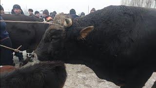 Tergachi mol bozori semiz boqma va yosh buqalar narhlari bilan tanishing 20.12.2024yil